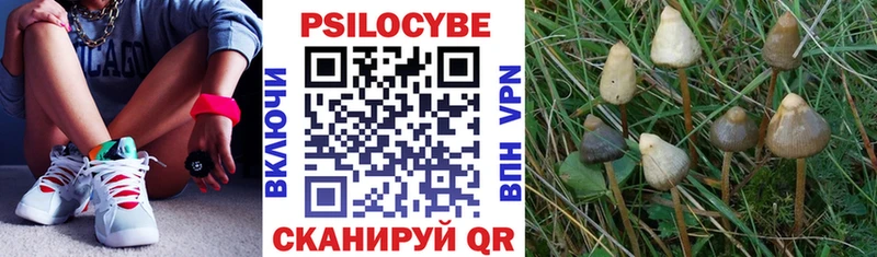 где можно купить   Гвардейск  Галлюциногенные грибы Cubensis 
